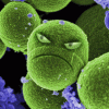 crovirus